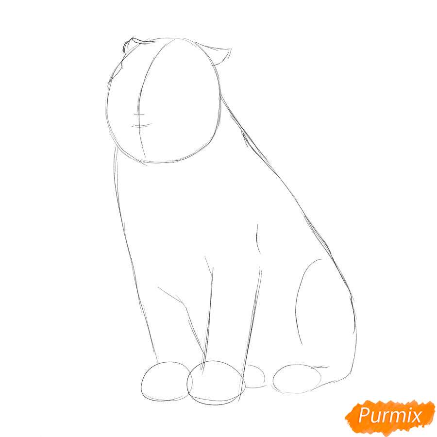 Рисунок амурского тигра карандашом - шаг 2