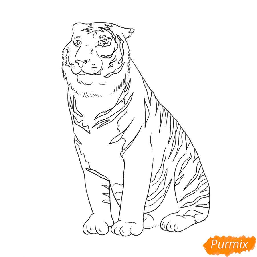 Рисунок амурского тигра карандашом - шаг 5