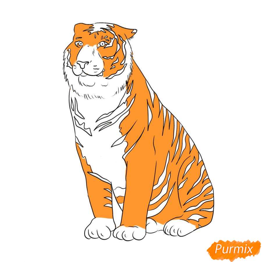 Рисунок амурского тигра карандашом - шаг 6