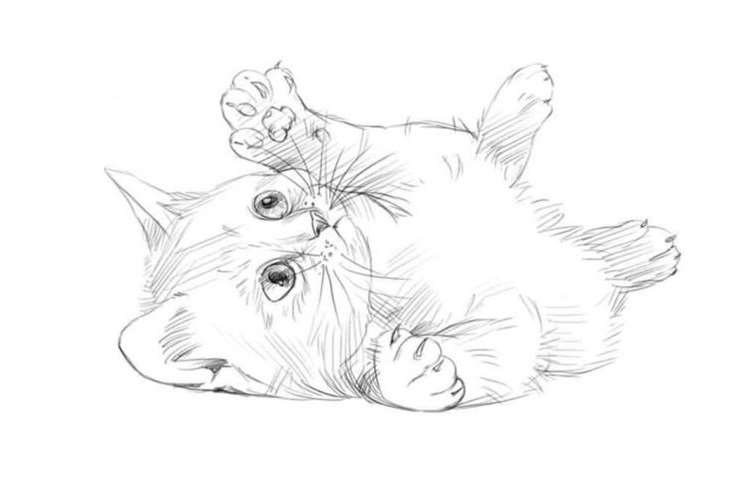 Игривый котенок