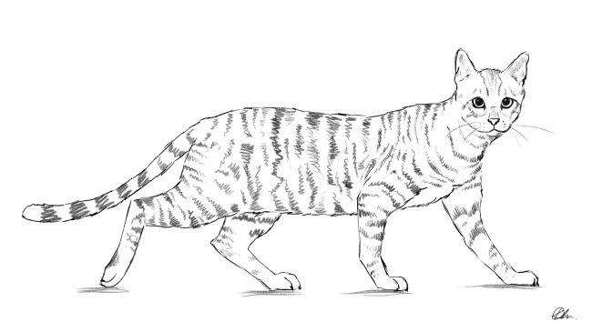 Нарисуйте кошку - шаг 7