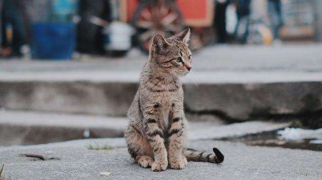 Фотография кошки