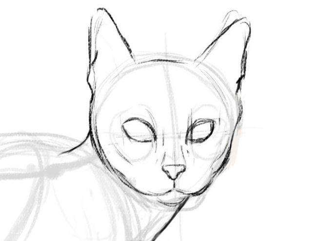Рисование кошки - шаг 4