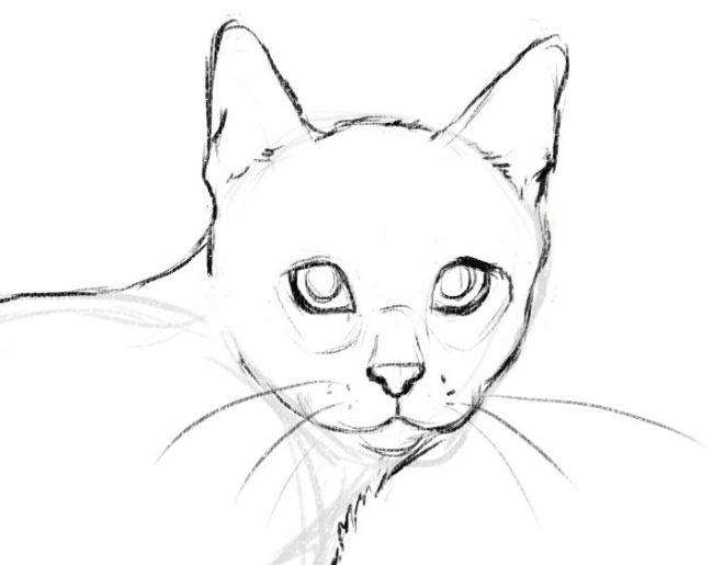 Нарисуйте кошку - шаг 5