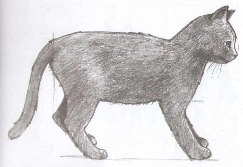 Рисование кошки карандашом для начинающих - Шаг 5