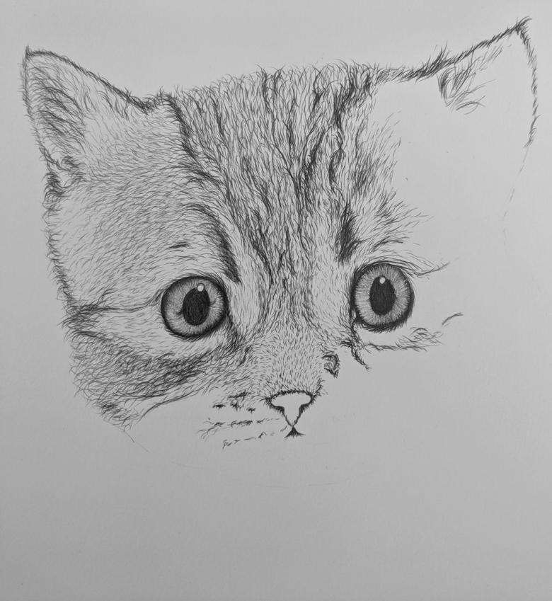 Расписные котята