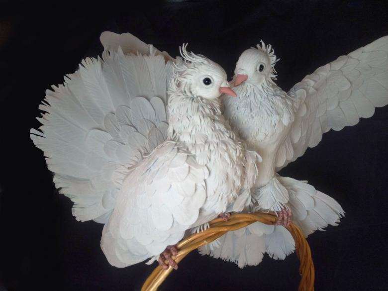 Голубь